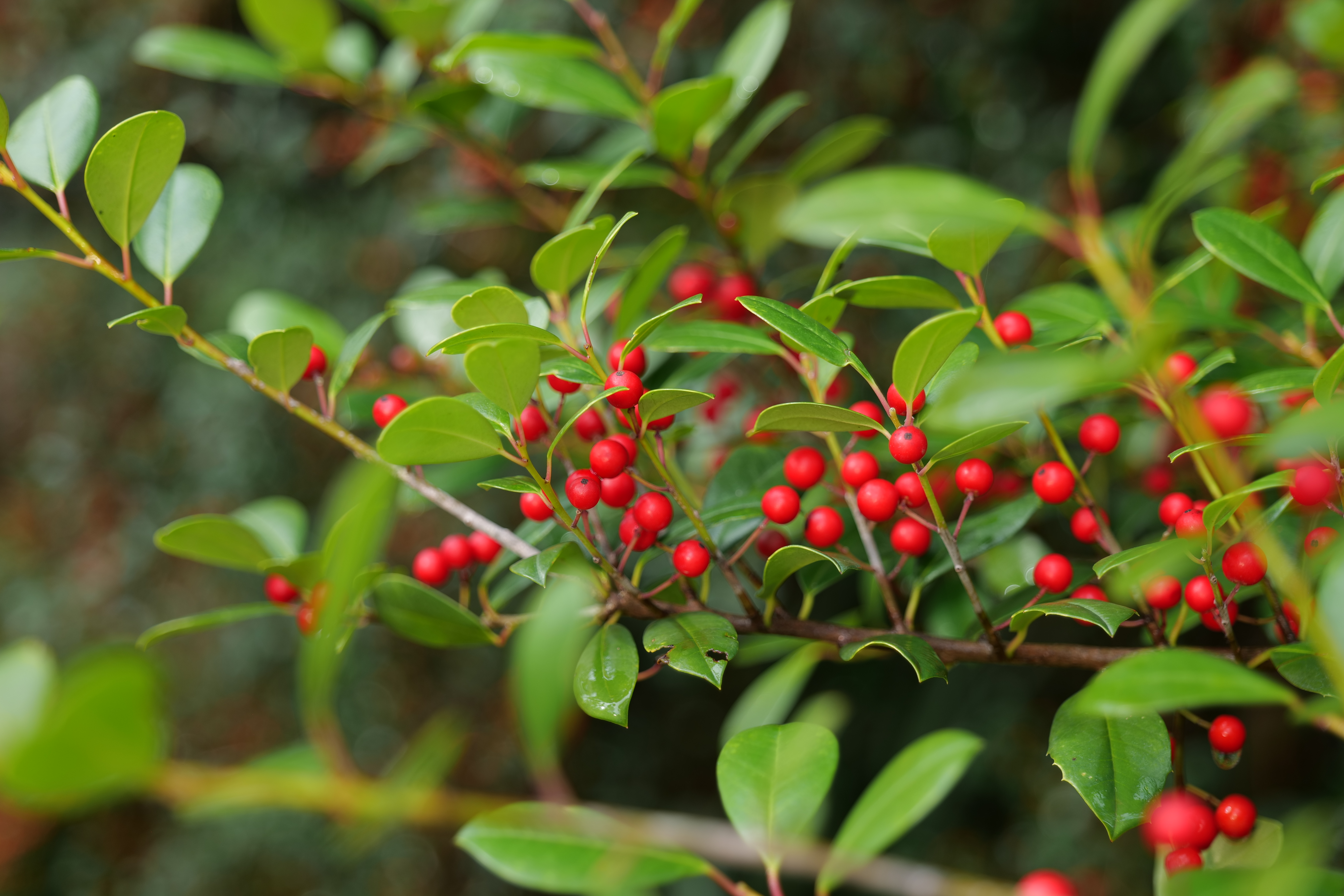 Haul out the hollies: Not just for holiday decorating, these plants offer food for wildlife and evergreen landscape appeal